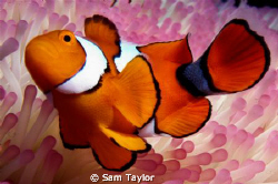 It's just Nemo by Sam Taylor 